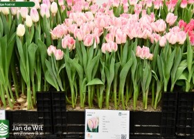 Tulipa Foxtrot ® (1)